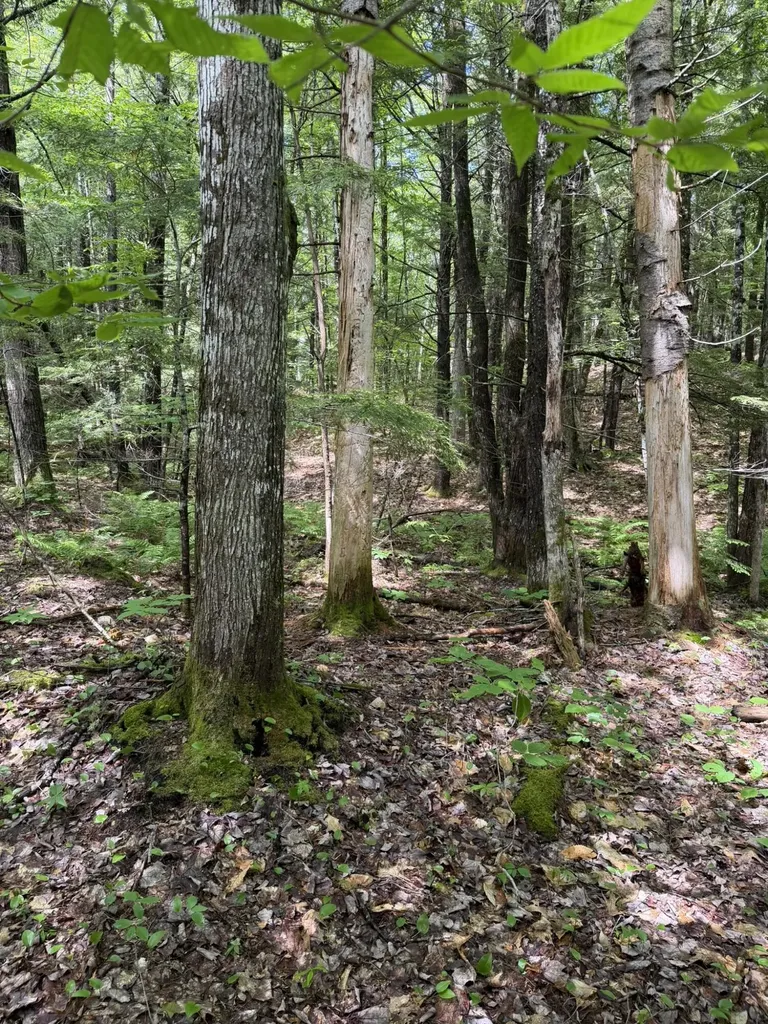 Lot 44 Rolfe Road Harrison ME 04040