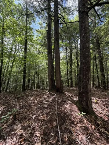 Lot 44 Rolfe Road Harrison ME 04040