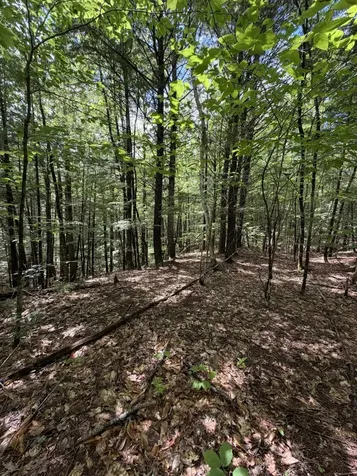 Lot 44 Rolfe Road Harrison ME 04040