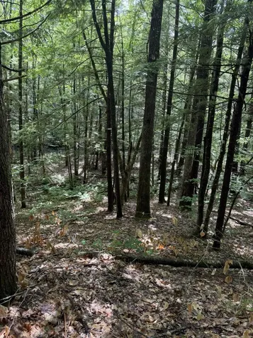 Lot 44 Rolfe Road Harrison ME 04040
