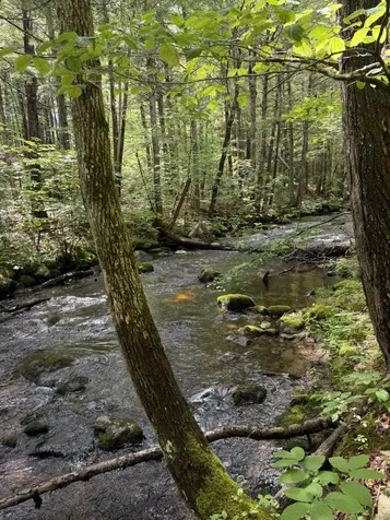 Lot 44 Rolfe Road Harrison ME 04040