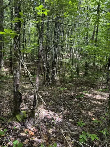 Lot 44 Rolfe Road Harrison ME 04040