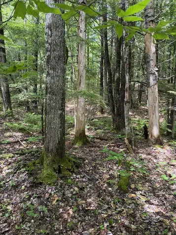 Lot 44 Rolfe Road Harrison ME 04040