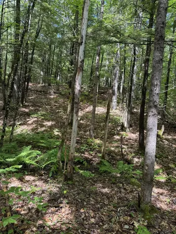 Lot 44 Rolfe Road Harrison ME 04040