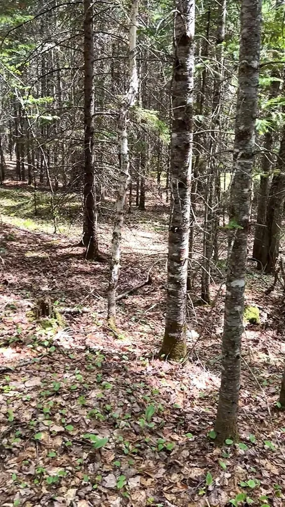 Lot 3c Scott Road Eustis ME 04936