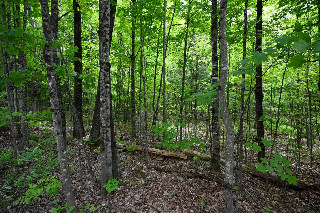 Lot 16d Old Towle Road Dixfield ME 04224