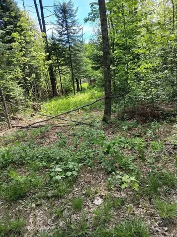 Lot 27-2.1 Jaquith Pond Road Brownville ME 04414