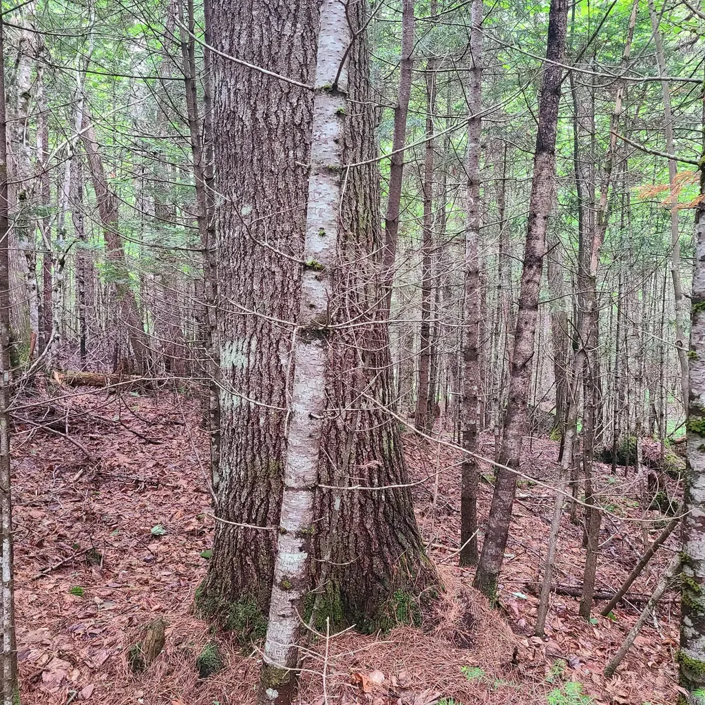 Lot 50 (Map 14) Andover ME 04216