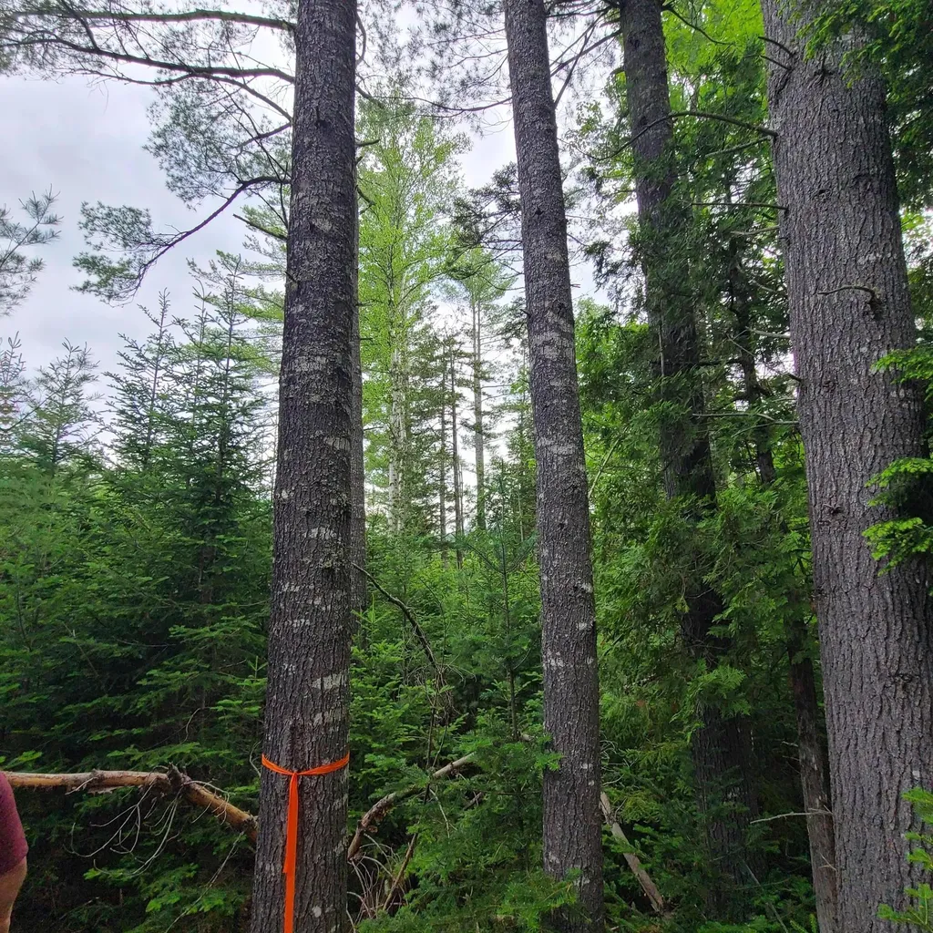 Lot 50 (Map 14) Andover ME 04216