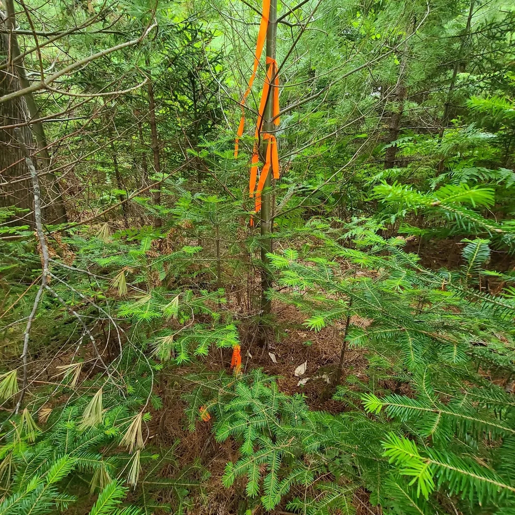 Lot 50 (Map 14) Andover ME 04216