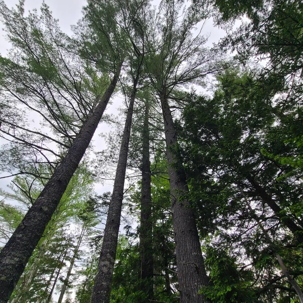 Lot 50 (Map 14) Andover ME 04216