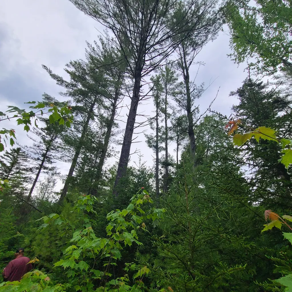 Lot 50 (Map 14) Andover ME 04216