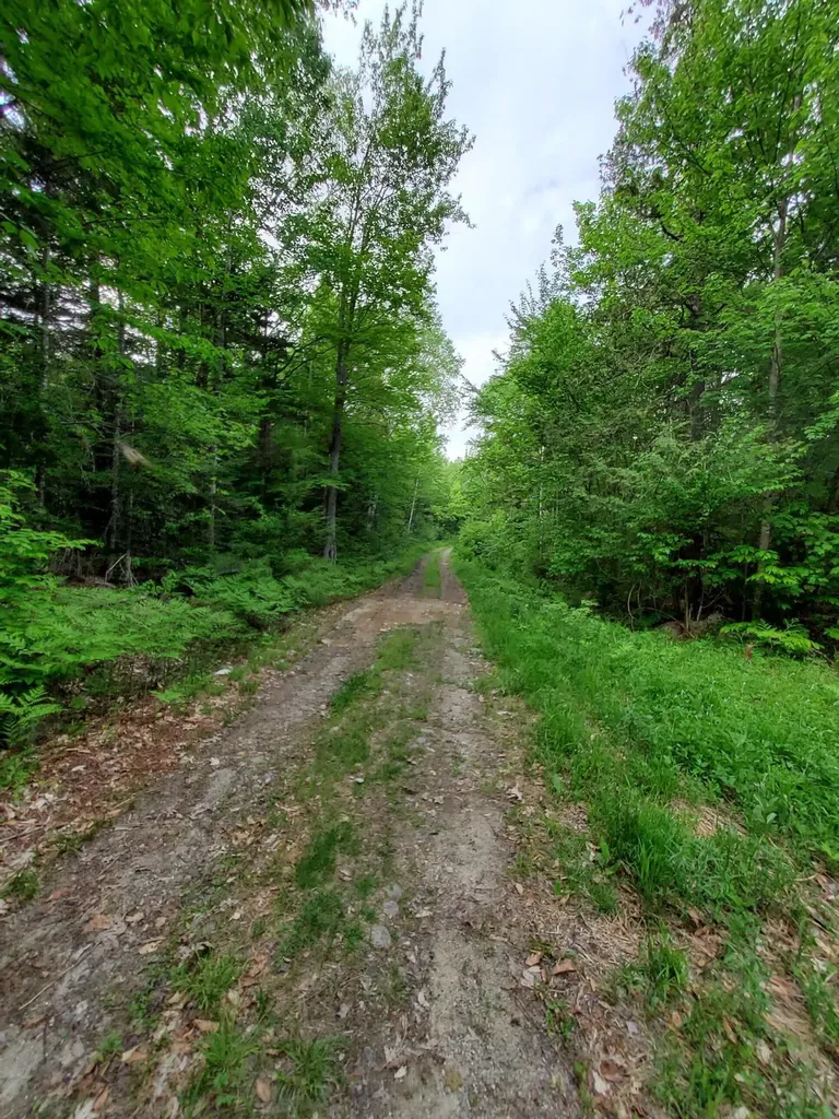Lot 50 (Map 14) Andover ME 04216