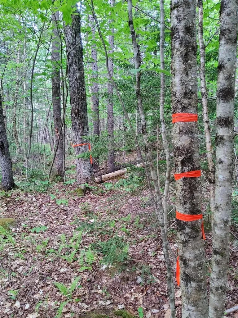 Lot 50 (Map 14) Andover ME 04216