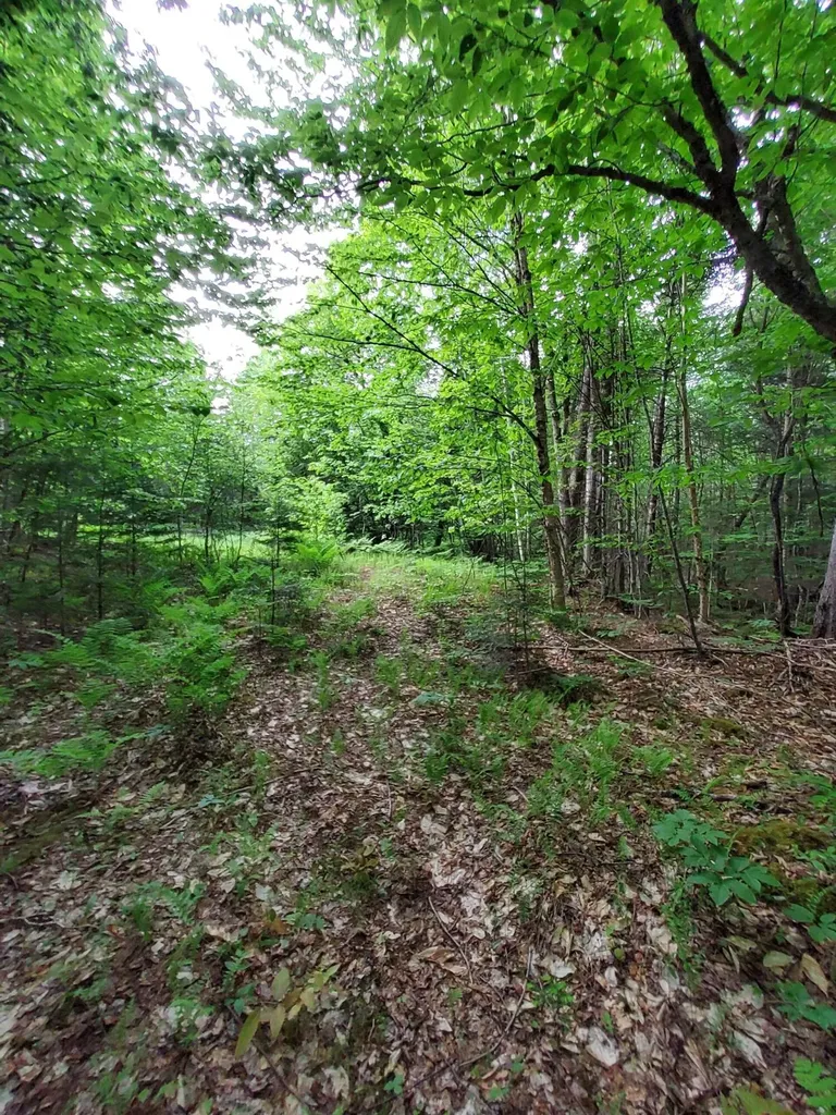 Lot 50 (Map 14) Andover ME 04216