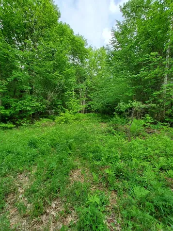 Lot 50 (Map 14) Andover ME 04216