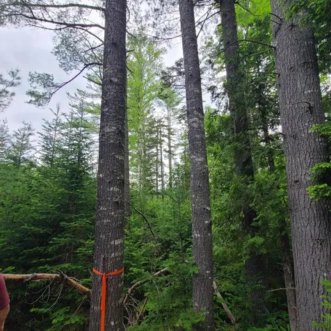 Lot 50 (Map 14) Andover ME 04216