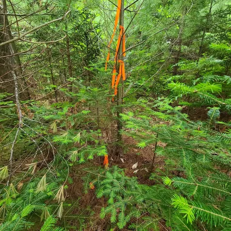 Lot 50 (Map 14) Andover ME 04216
