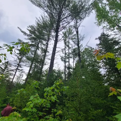 Lot 50 (Map 14) Andover ME 04216