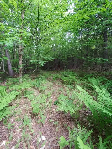 Lot 50 (Map 14) Andover ME 04216