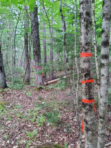 Lot 50 (Map 14) Andover ME 04216
