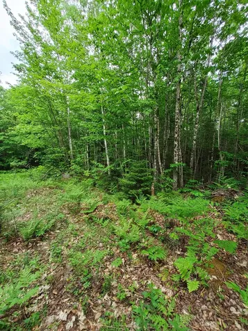 Lot 50 (Map 14) Andover ME 04216