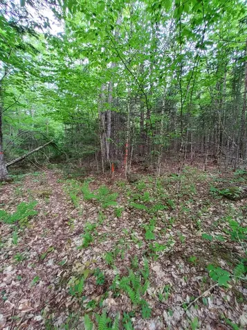 Lot 50 (Map 14) Andover ME 04216