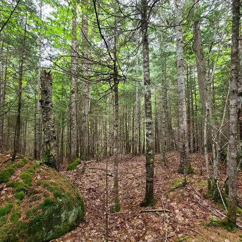 Lot 50 (Map 14) Andover ME 04216