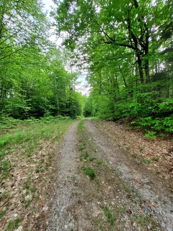 Lot 50 (Map 14) Andover ME 04216