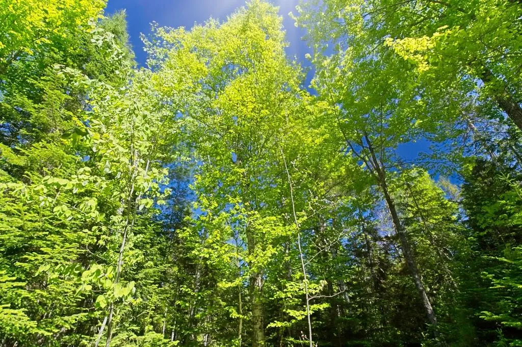 0000 Baker Brook Road Bradley ME 04411