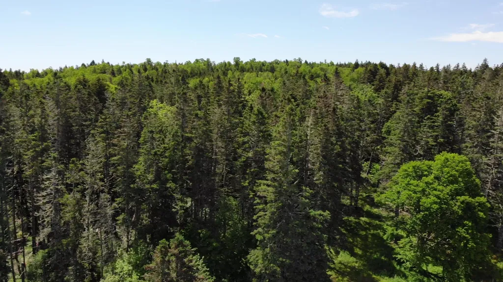 45 Kendall Head Road Eastport ME 04631