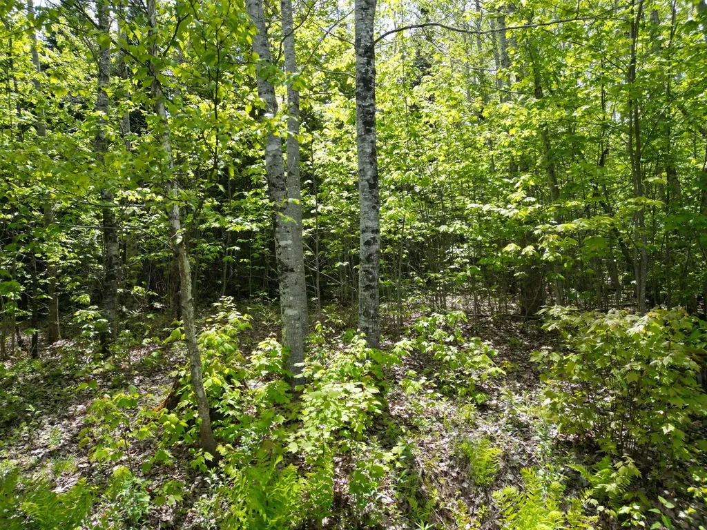 Lot 19-001 West Indian Road Woodville ME 04457
