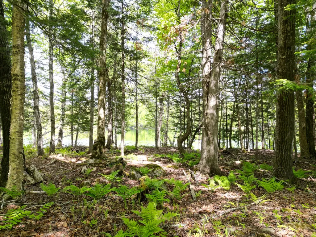 Lot 19-001 West Indian Road Woodville ME 04457