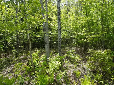 Lot 19-011 West Indian Road Woodville ME 04457