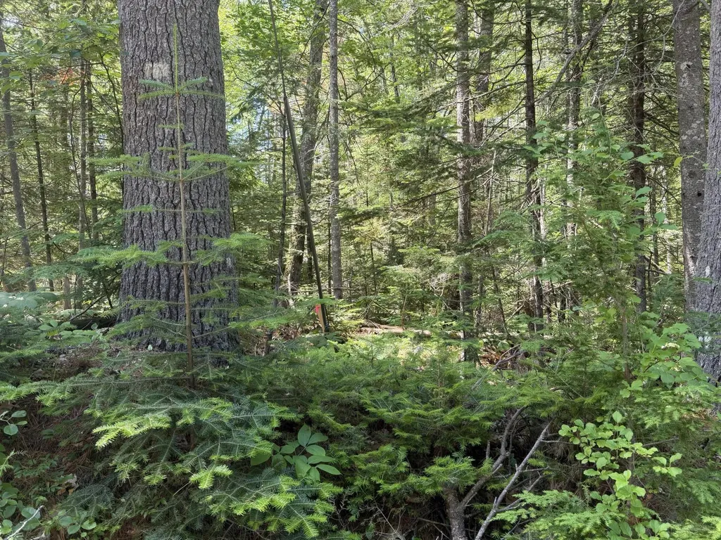 Lot R05129 Polly Clark Brook Wiscasset ME 04578