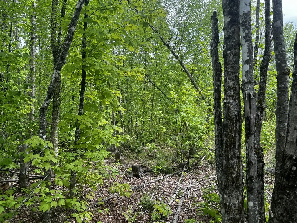 Off North Road Mount Chase ME 04765