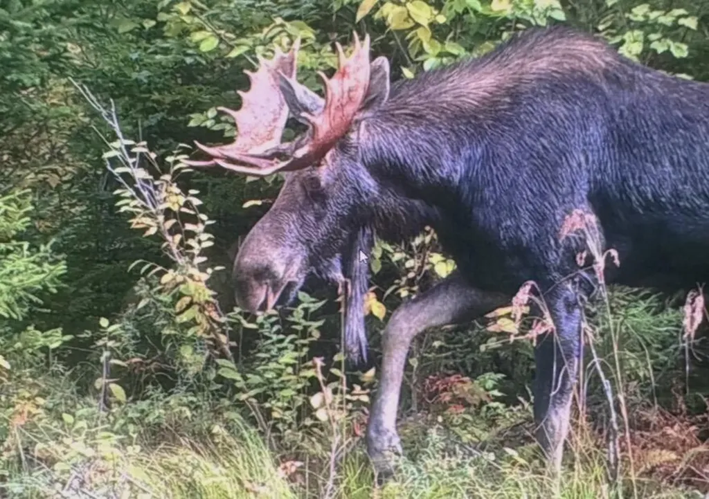 Off North Road Mount Chase ME 04765