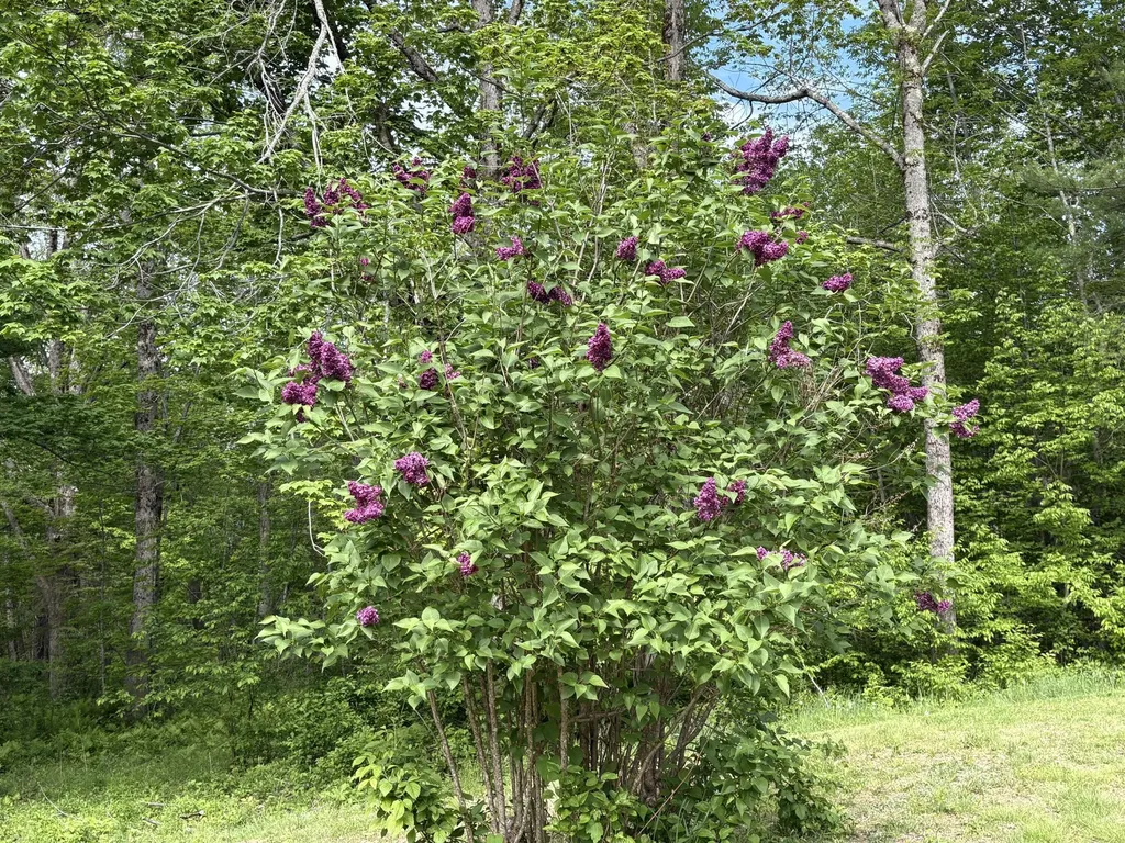 417 Searsmont Road Lincolnville ME 04849