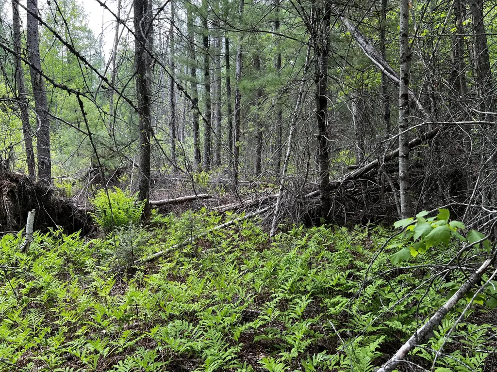 Lot 6 Emery Farm Road Medford ME 04463