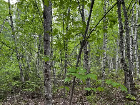 Lot 6 Emery Farm Road Medford ME 04463