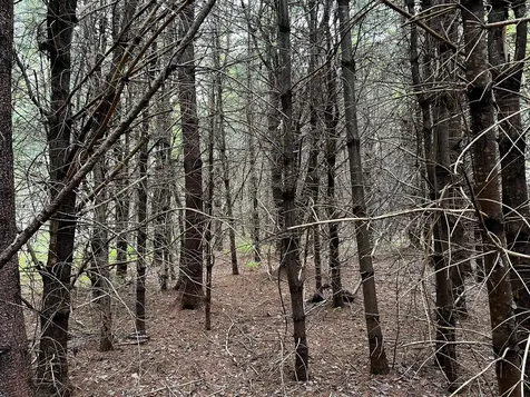 Lot 6 Emery Farm Road Medford ME 04463