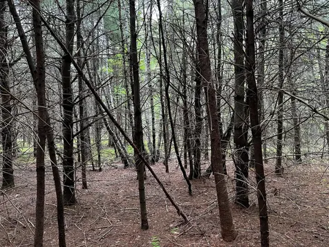 Lot 6 Emery Farm Road Medford ME 04463