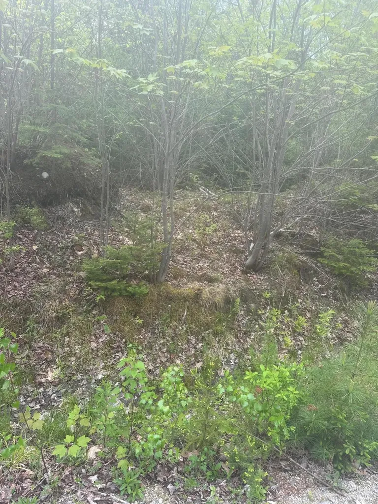 Lot 2 Morse District Road Road N Steuben ME 04680