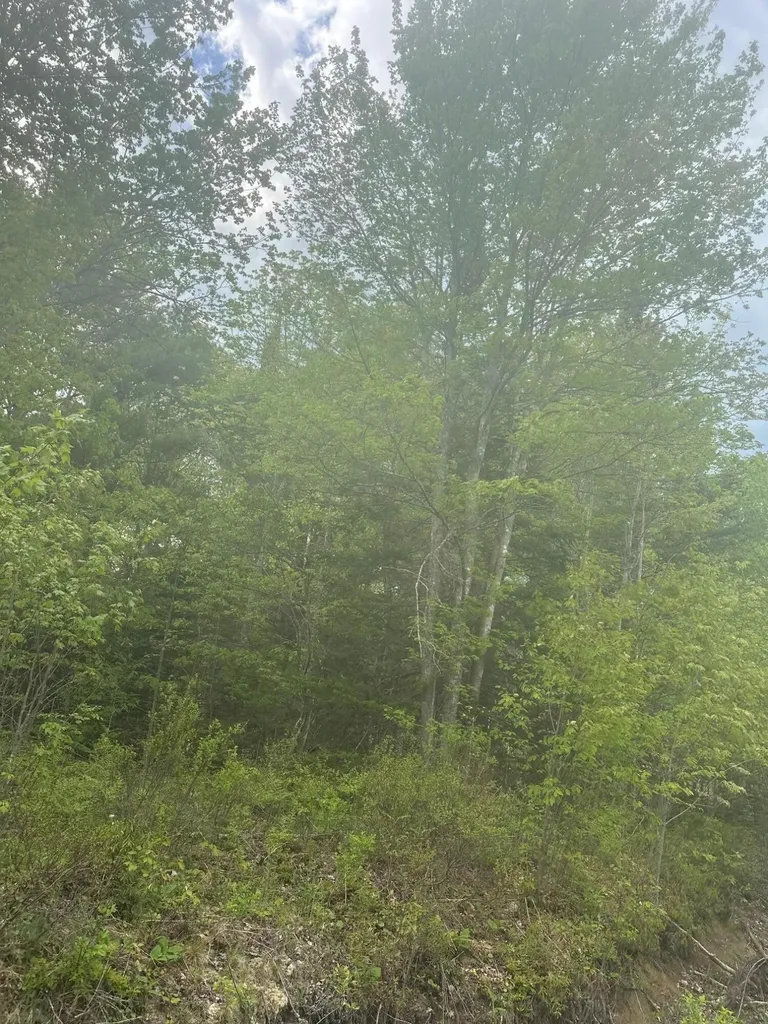 Lot 2 Morse District Road Road N Steuben ME 04680