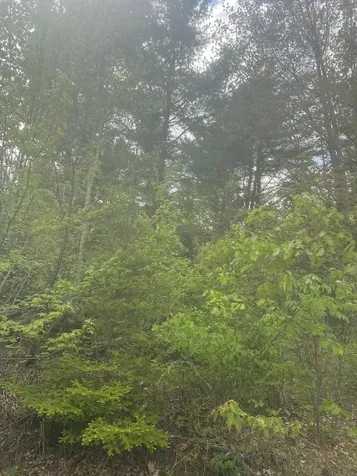 Lot 2 Morse District Road Road N Steuben ME 04680