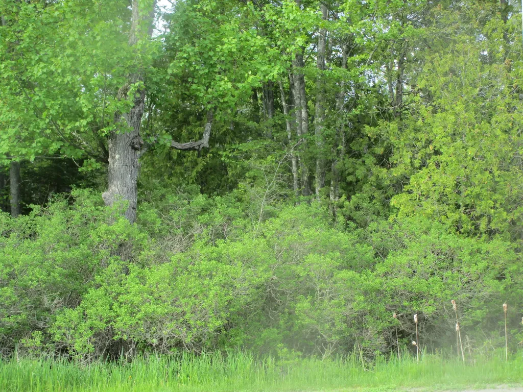 Lot 098-e Center Drive Orrington ME 04474