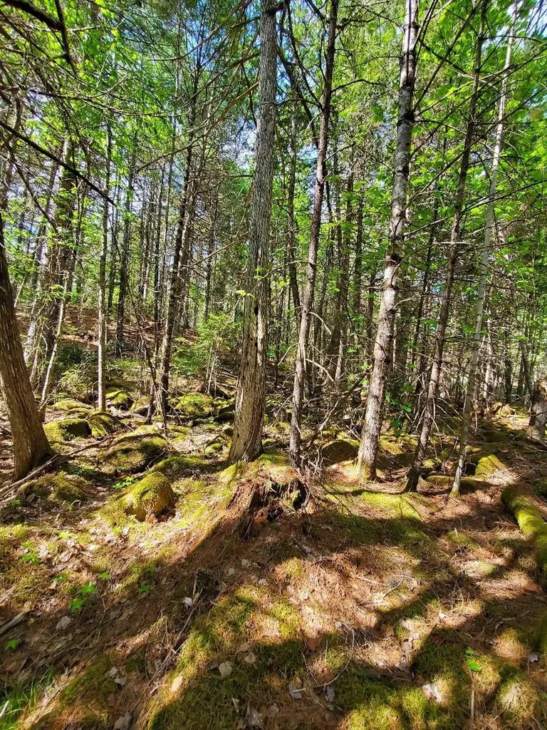 0 Spruce Mountain Lake Beddington ME 04622