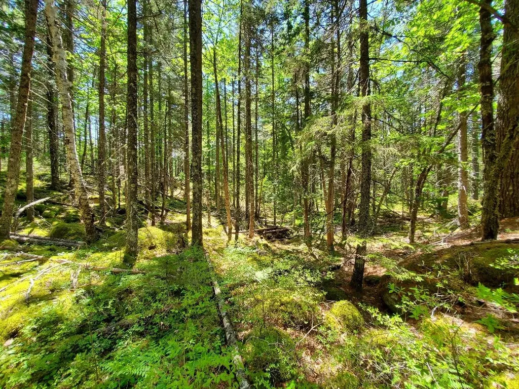 0 Spruce Mountain Lake Beddington ME 04622