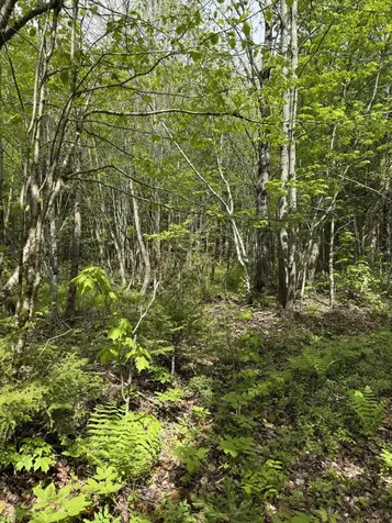 0 Off Dixie Road Unorganized Aroostook ME 04497