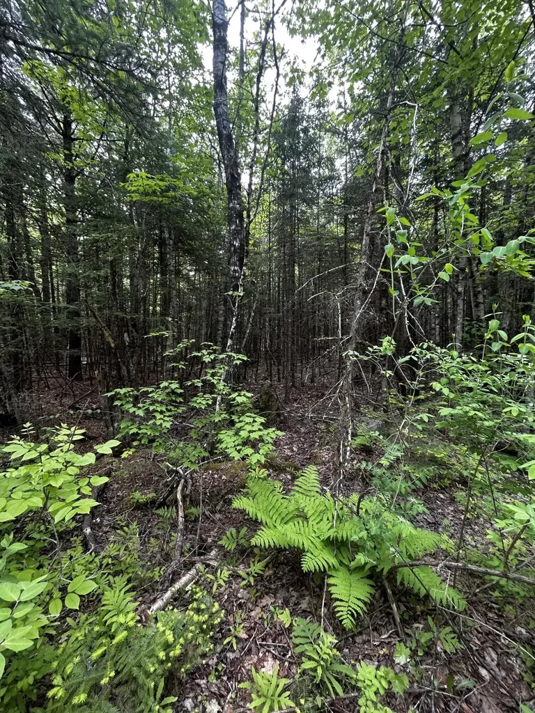 Lot 9-2 Lilly Drive Newport ME 04953